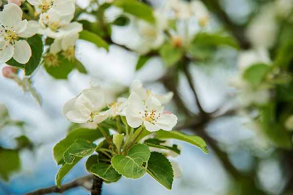 포토 JPG 해외이미지 나무 식물 계절 꽃잎 꽃 백그라운드 과일 자연 사람없음 뷰티 정원 봄 성장 벚꽃 흰색 나뭇가지 개화 체리 사과 원예 해외202309 해외포토 컬러 취미 생태계 파일형식