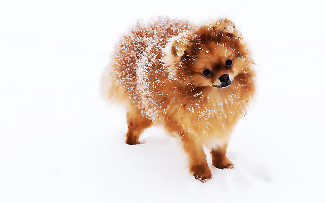 포토 JPG 해외이미지 겨울 사람없음 야외 설원 산책 추위 강아지 스피츠 해외202309 해외포토 계절 휴식 눈_날씨 반려동물 개 파일형식