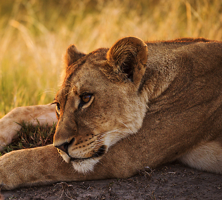 포토 JPG 해외이미지 동물 여행 조류 사람없음 여행객 해외202309 해외포토 사람 파일형식