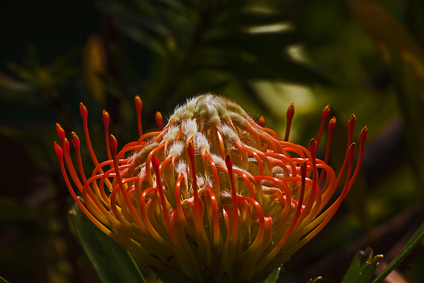 포토 JPG 해외이미지 나무 식물 꽃 줄기 분홍색 백그라운드 쿠션 꽃무늬 오렌지 아프리카 자연 추상 사람없음 빨간색 세로 뷰티 노란색 정원 봄 성장 벚꽃 관목 원예 상록수 남쪽 이국적 스타일 해외202309 해외포토 계절 나라 컬러 무늬 과일 취미 방향 생태계 파일형식