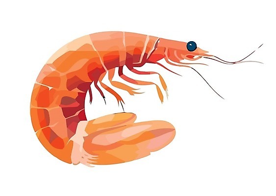 EPS 해외이미지 동물 디자인 실루엣 음식 바다 백그라운드 일러스트 재료 자연 조개 새우 건강 갑각류 어류 요리 미술 그래픽 빨간색 물 라벨 식당 검은색 식사 수확 껍질 흰색 신선 시장 만화 심볼 해산물 오브젝트 사인 메뉴 그림 복고 고립 단백질 프리미엄 벡터 해외202309 해외일러스트 자연요소 컬러 농업 문화예술 어패류 프레임 촬영기법 상점 수중동물 생태계 영양소 파일형식