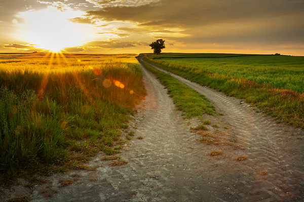 포토 JPG 해외이미지 나무 식물 계절 도로 길 컬러 백그라운드 밭 농업 자연 하늘 사람없음 야외 가로 초록색 빛 컬러풀 햇빛 태양 뷰티 농장 농경지 노란색 맑음 일몰 봄 성장 시골 저녁 낟알 땅 밀 먼지 장면 폴란드 방법 수평선 해외202309 해외포토 자연요소 유럽 산업 교통시설 날씨 곡류 노을 야간 생태계 파일형식
