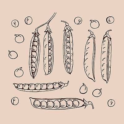 EPS 해외이미지 클립아트 식물 손 선 음식 백그라운드 잎 농업 다이어트 채소 일러스트 재료 콩 잉크 건강 미술 씨앗 그래픽 초록색 농작물 정원 수확 성장 신선 시장 낙서 스케치 수집 먹기 메뉴 그림 유기농 완두콩 날것 윤곽 손그림 비타민 내추럴 고립 꼬투리 영양분 채식주의자 활자 벡터 비건 해외202309 해외일러스트 웰빙 산업 컬러 모션 문화예술 곡류 신체부위 채식 영양소 활자판 파일형식 사람 인쇄판 인쇄