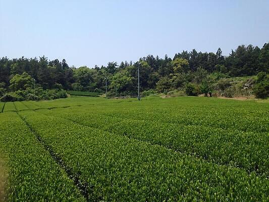 포토 JPG 해외이미지 밭 사람없음 초록색 해외202309 해외포토 컬러 농업 파일형식