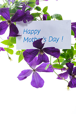 포토 JPG 해외이미지 식물 디자인 꽃 행복 줄기 백그라운드 꽃무늬 텍스트 자연 엄마 휴가 사람없음 장식 초록색 뷰티 우주 정원 보라색 봄 성장 벚꽃 흰색 나뭇가지 축하 인사 신용카드 개화 닫기 꽃집 제비꽃 향기 엽서 포도나무 고립 국경 비어있는 해외202309 해외포토 나무 계절 감정 컬러 컨셉 무늬 가족 모션 금융 상점 예절 과일나무 편지 생태계 냄새 파일형식