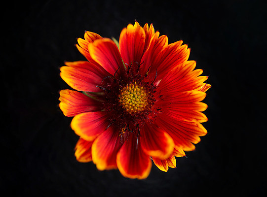 포토 JPG 해외이미지 꽃 사람없음 하이앵글 검은색 화려 해외202309 해외포토 식물 뷰포인트 컬러 컨셉 파일형식