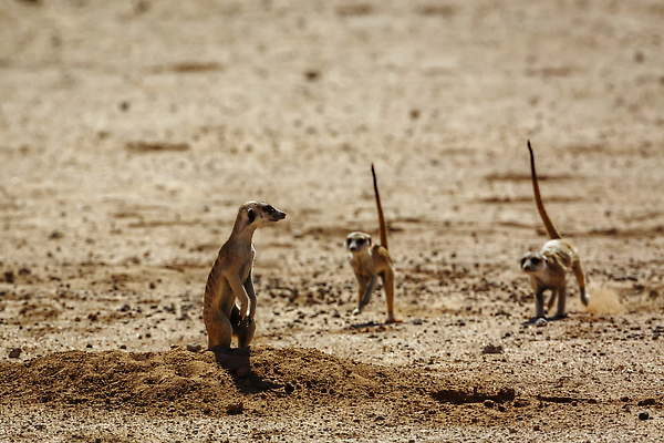 포토 JPG 해외이미지 동물 야생동물 포유류 가족 아프리카 자연 국립공원 사람없음 야외 가로 관광지 사막 굴 황무지 보호 사파리 경계 서식지 나미비아 남아프리카 미어캣 보츠와나 보호구역 칼라하리 건조기후 해외202309 해외포토 공원 나라 여행 컨셉 관계 어패류 생태계 구역 파일형식