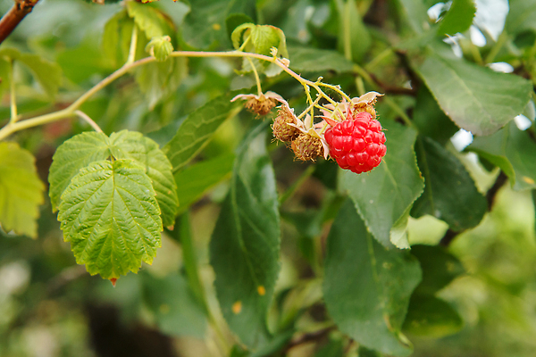 포토 JPG 해외이미지 식물 계절 열매 음식 백그라운드 잎 농업 다이어트 과일 자연 매달리기 건강 사람없음 빨간색 세로 초록색 농장 정원 활발 수확 성장 나뭇가지 신선 그룹 달콤 다발 유기농 원예 날것 산딸기 내추럴 바이오 밭일 숙성 채식주의자 비건 맛있는 해외202309 해외포토 나무 웰빙 산업 컬러 컨셉 모션 취미 맛 생태계 채식 파일형식