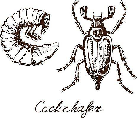 EPS 해외이미지 동물 여자 남자 실루엣 야생동물 곤충 백그라운드 신체 일러스트 자연 안테나 종류 미술 갈색 검은색 봄 해충 벌레 낙서 큼 스케치 딱정벌레 심볼 사인 그림 생물학 애벌레 판화 고립 동물상 벡터 해외202309 해외일러스트 계절 교육 컬러 통신 문화예술 촬영기법 사람 조형물 크기 생태계 파일형식