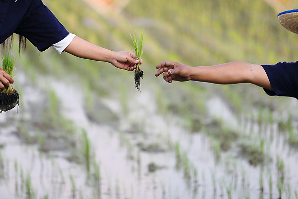포토 JPG 해외이미지 손 성인 두명 신체부위 새싹 성장 쌀 농부 모내기 논밭 성인만 해외포토 식물 직업 밭 농업 곡류 논 사람 파일형식