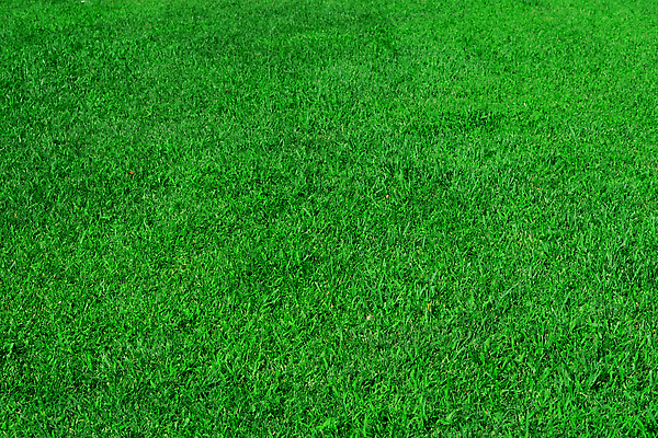 포토 JPG 해외이미지 식물 공원 선 스포츠 컬러 백그라운드 패턴 밭 자연 벽지 추상 새로움 풍경 잔디 사람없음 야외 초록색 여름 햇빛 뷰티 우주 환경 정원 봄 카펫 성장 시골 신선 자르기 에코 질감 서식 조경 제비 내추럴 그리너리 해외202309 해외포토 계절 공공시설 컨셉 무늬 농업 모션 조류 태양 생태계 파일형식 트랜드컬러