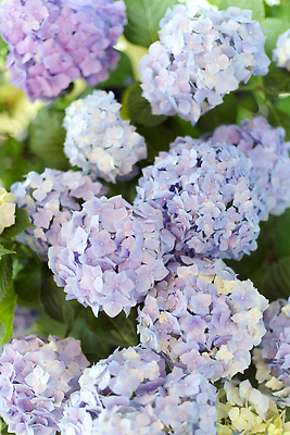 포토 JPG 해외이미지 식물 공원 꽃잎 꽃 컬러 백그라운드 잎 꽃무늬 자연 사람없음 초록색 파란색 뷰티 정원 벚꽃 신선 개화 수국 해외202309 해외포토 공공시설 무늬 생태계 파일형식