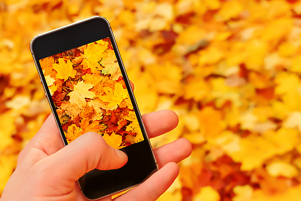 포토 JPG 해외이미지 손 계절 공원 백그라운드 단풍 잎 인터넷 통신 자연 모바일 세포 사람없음 스마트폰 핸드폰 카메라 디지털 스크린 산책 터치 가을 잡기 네트워크 메시지 떨어짐 숲 전화기 스마트 그림 온라인 동영상 블러 해외202309 해외포토 식물 공공시설 컨셉 모션 휴식 신체부위 전자제품 스마트기기 생태계 파일형식
