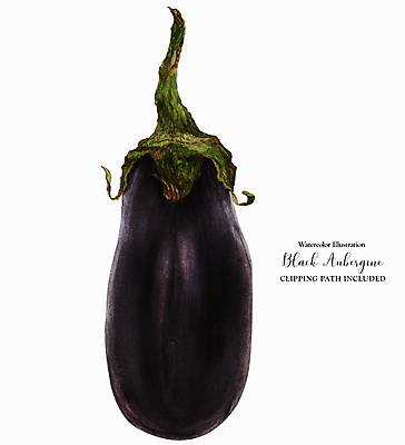 JPG 해외이미지 채소 일러스트 가지 사람없음 해외202309 해외일러스트 파일형식