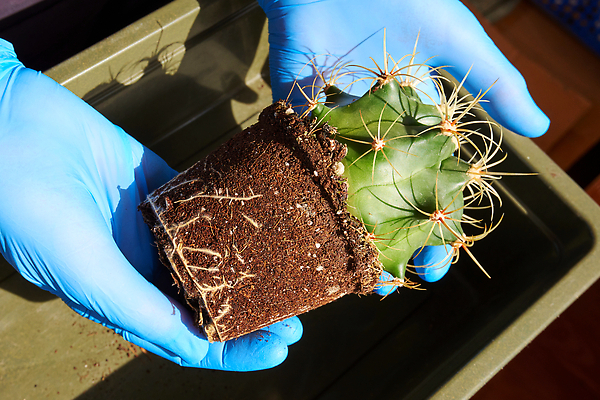 포토 JPG 해외이미지 식물 라이프스타일 손 화분 화초 장갑 새로움 선인장 주택 취미 사람없음 초록색 가시 꽃집 에코 원예 날카로움 내추럴 다육식물 돌봄 방법 해외202309 해외포토 잡화 컬러 컨셉 모션 건물 생활 신체부위 환경 상점 파일형식