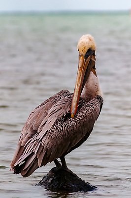 포토 JPG 해외이미지 동물 공원 호수 야생동물 자연 조류 낚시 서기 사람없음 물 파란색 컬러풀 뷰티 갈색 환경 미국 흰색 우아함 습지 큼 왜가리 펠리컨 깃털 부리 내추럴 동물상 플로리다 해외202309 해외포토 자연요소 공공시설 컬러 컨셉 북아메리카 모션 레저 조형물 크기 생태계 파일형식
