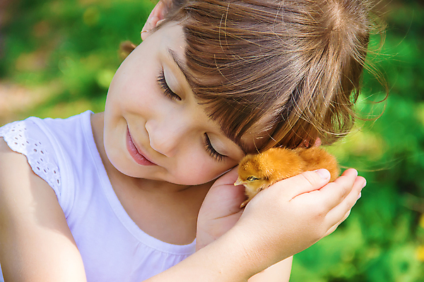 포토 JPG 해외이미지 한마리 여자 어린이 병아리 한명 들기 상반신 야외 앞모습 소녀한명만 해외202309 해외포토 1 뷰포인트 모션 조류 사람 여자한명만 소녀만 파일형식