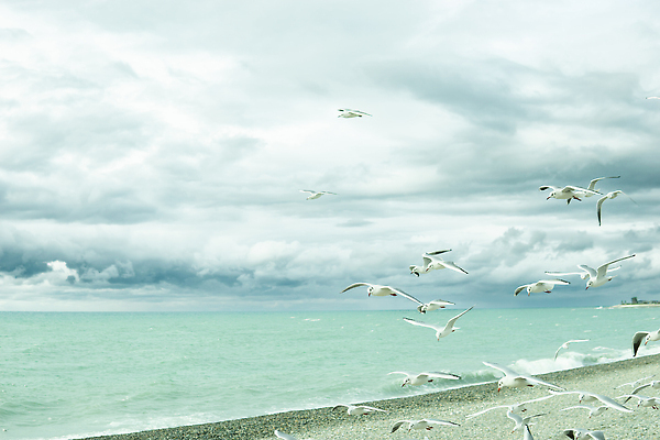 포토 JPG 해외이미지 파도 바다 여행 컨셉 갈매기 조류 바람 휴가 건강 해변 사람없음 물 뷰티 우주 검은색 조약돌 그림 흐림 해외202309 해외포토 자연요소 동물 컬러 날씨 돌_바위 파일형식