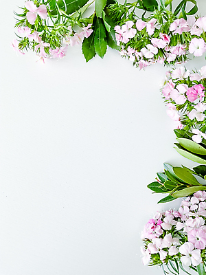 포토 JPG 해외이미지 꽃 잎 사람없음 봄 테두리 흰배경 카피스페이스 해외202309 해외포토 식물 계절 백그라운드 공백 흰색 파일형식