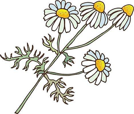 EPS 해외이미지 식물 템플릿 손 디자인 배너 꽃 꽃다발 백그라운드 잎 꽃무늬 일러스트 재료 자연 프레임 건강 그래픽 초록색 뷰티 약 정원 봄 화장품 수확 벚꽃 나뭇가지 신선 허브 심볼 그림 유기농 데이지 내추럴 엘리먼트 캐모마일 해외202309 해외일러스트 나무 웰빙 계절 컬러 무늬 농업 의학 신체부위 생태계 파일형식 벡터