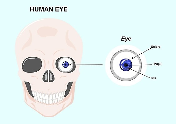 EPS 해외이미지 학생 디자인 응시 교육 얼굴 과학 백그라운드 신체 일러스트 해부 근육 건강 미술 사람 그래픽 약 머리 기계 흰색 오르간 질병 눈동자 만화 그림 생물학 시력 비전 시스템 붓꽃 안과 정맥 고립 벡터 해외202309 해외일러스트 시선 꽃 컬러 의학 문화예술 병원 신체부위 눈 건반악기 혈관 안구 파일형식 식물 악기 건반 장기 음악