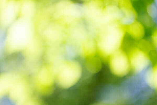 포토 JPG 해외이미지 나무 식물 디자인 계절 꽃 컬러 백그라운드 컨셉 잎 패턴 자연 아침 추상 사람없음 야외 초록색 여름 빛 컬러풀 햇빛 태양 뷰티 환경 정원 맑음 봄 소프트포커스 숲 질감 보케 부드러움 내추럴 블러 효과 해외202309 해외포토 주간 자연요소 무늬 날씨 촬영기법 감각 생태계 파일형식