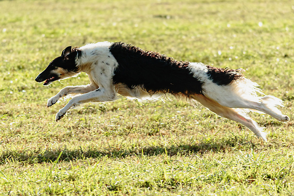 포토 JPG 해외이미지 동물 1 공원 감정 스포츠 밭 모션 놀이 건강 사람없음 야외 초록색 반려동물 달리기 뷰티 걷기 정원 점프 경쟁 에너지 게임 시골 레이싱 잡기 개 유혹 속도 사냥 송곳니 기르기 전력질주 챔피언 순혈 해외202309 해외포토 공공시설 컬러 컨셉 농업 포유류 시합 치아 돌봄 파일형식
