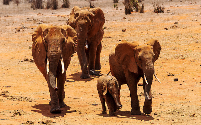 포토 JPG 해외이미지 동물 공원 야생동물 여행 포유류 아프리카 자연 코끼리 함께함 국립공원 성인 사람없음 야외 머리 여행객 걷기 4 황무지 작음 큼 사파리 상아 멸종 케냐 사바나 해외202309 해외포토 공공시설 나라 컨셉 모션 사람 신체부위 숫자 크기 생태계 파일형식