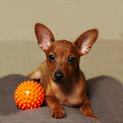 포토 JPG 해외이미지 동물 한마리 1 응시 행복 새끼 장난 공 포유류 놀이 실내 사람없음 빨간색 반려동물 장난감 갈색 귀여움 축구 기쁨 게임 입 개 강아지 작음 모피 즐거움 코 사냥개 솜털 송곳니 고립 기르기 여의주 유래 주목 순혈 해외202309 해외포토 시선 감정 컬러 컨셉 내부 신체부위 구기 치아 크기 돌봄 파일형식