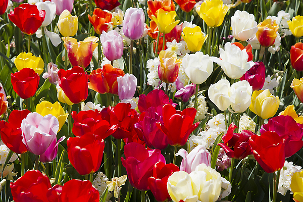 포토 JPG 해외이미지 모양 식물 공원 꽃 분홍색 컬러 백그라운드 꽃무늬 밭 농업 오렌지 봄꽃 자연 종류 사람없음 야외 장식 빨간색 초록색 파란색 컬러풀 뷰티 정원 보라색 봄 튤립 성장 벚꽃 흰색 신선 선택 혼합 소프트포커스 작음 수집 원예 치수 화단 수선화 제비 미니 해외202309 해외포토 계절 공공시설 산업 컨셉 무늬 과일 조류 촬영기법 취미 크기 생태계 파일형식