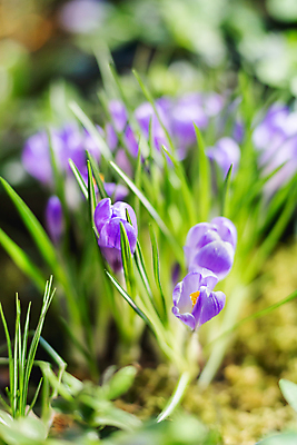 포토 JPG 해외이미지 꽃 백그라운드 자연 사람없음 보라색 봄 풀잎 화려 사프란 해외202309 해외포토 식물 계절 컬러 컨셉 잎 풀_식물 향신료 생태계 파일형식