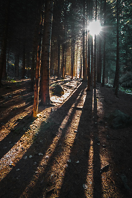 포토 JPG 해외이미지 공원 아시아 여행 자국 자연 산 사람없음 야외 세로 강 뷰티 골짜기 일몰 소나무 숲 쉬운 카자흐스탄 알마티 해외202309 해외포토 나무 공공시설 나라 노을 생태계 파일형식