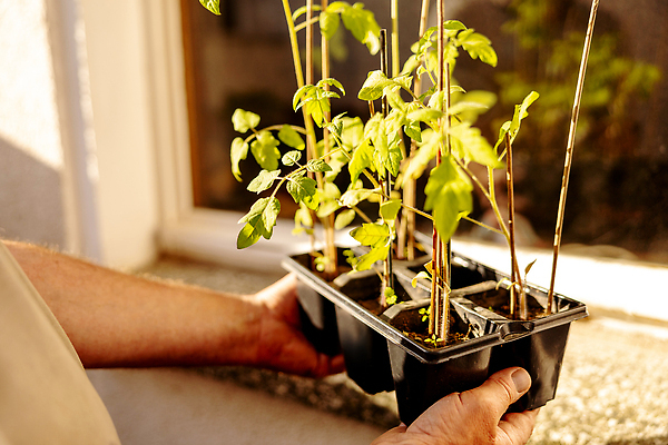 포토 JPG 해외이미지 식물 계절 지구 줄기 컨셉 잎 농업 채소 자연 아침 새로움 씨앗 사람없음 야외 초록색 빛 햇빛 농장 새싹 환경 정원 흙 봄 성장 신선 닫기 농부 작음 유기농 원예 먼지 내추럴 돌봄 땅바닥 모종 묘목 밭일 생태학 심기 처음 세련 해외202309 해외포토 주간 나무 직업 웰빙 교육 산업 컬러 모션 바닥 취미 태양 크기 생태계 파일형식