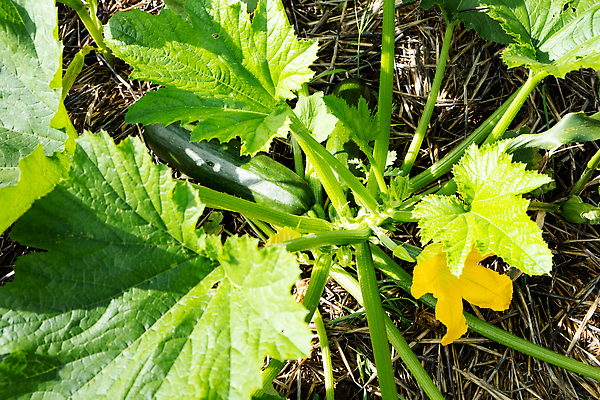 포토 JPG 해외이미지 식물 꽃 음식 줄기 잎 농업 채소 과일 자연 호박 건강 사람없음 초록색 농작물 농장 노란색 정원 농사 수확 성장 시골 신선 유기농 원예 날것 밀짚 스쿼시 내추럴 밭일 숙성 주키니 주키니호박 채식주의자 세련 해외202309 해외포토 웰빙 산업 스포츠 컬러 취미 구기 짚 생태계 채식 파일형식