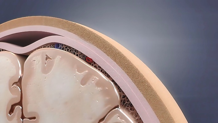 포토 JPG 해외이미지 교육 줄기 분홍색 과학 백그라운드 생각 일러스트 부분 해부 건강 사람 사람없음 파란색 약 머리 3D 고통 마음 투명 불안 디지털합성 뇌 회전 시스템 돌리기 지능 현실 해외202309 해외포토 식물 감정 컬러 의학 모션 신체부위 파일형식