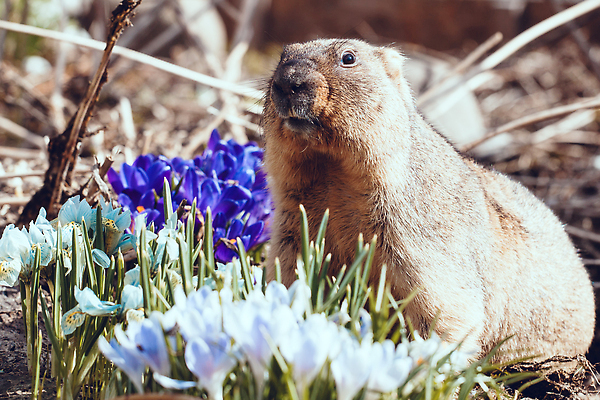 포토 JPG 해외이미지 나무 식물 동물 계절 꽃 야생동물 백그라운드 오렌지 포유류 자연 생물 털 종류 서기 사람없음 야외 목재 초록색 파란색 반려동물 컬러풀 뷰티 갈색 노란색 평화 마을 정원 봄 시골 숲 4월 제비꽃 호기심 싱글 다람쥐 솜털 동유럽 동물상 땅바닥 해외202309 해외포토 감정 유럽 컬러 컨셉 과일 재료 모션 바닥 조형물 날짜 설치류 생태계 파일형식