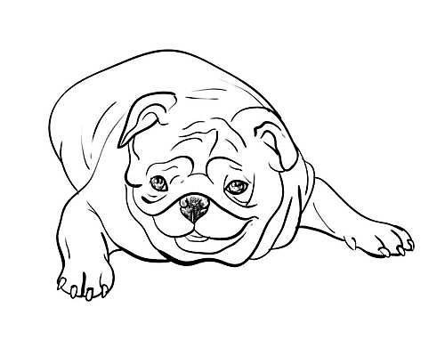 EPS 해외이미지 동물 얼굴 일러스트 포유류 반려동물 검은색 흰색 개 강아지 작음 스케치 그림 송곳니 거짓말 고립 기르기 벡터 순혈 해외202309 해외일러스트 컬러 미술 신체부위 치아 크기 돌봄 파일형식