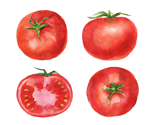 포토 JPG 해외이미지 음식 컬러 조각 백그라운드 잎 다이어트 토마토 채소 일러스트 재료 수채화 건강 미술 사람없음 빨간색 여름 세트 컬러풀 페인트 흰색 신선 붓 맛 떨어짐 스케치 싱글 그림 유기농 질감 날것 비타민 고립 숙성 채식주의자 맛있는 해외202309 해외일러스트 식물 웰빙 계절 컨셉 문화예술 채식 영양소 파일형식