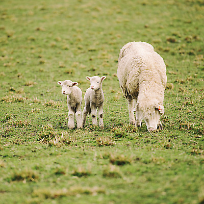 포토 JPG 해외이미지 동물 농업 사람없음 농장 가축 시골 양 호주 양고기 양모 기르기 해외202004 해외포토 산업 포유류 육류 직물 오세아니아 돌봄 파일형식