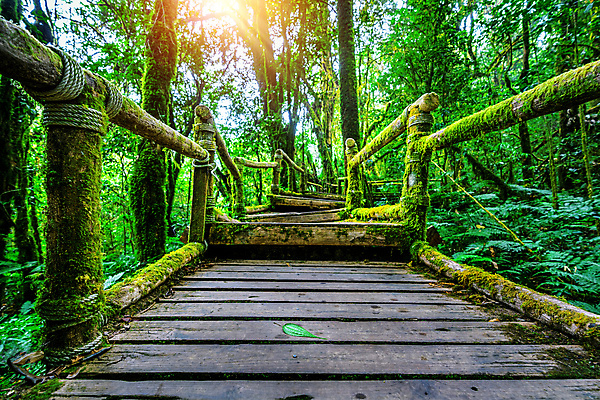 포토 JPG 해외이미지 나무 식물 공원 교육 아시아 여행 백그라운드 잎 자국 태국 자연 산 이끼 풍경 사람없음 야외 목재 초록색 환경 안개 성장 숲 열대우림 상록수 내추럴 양치류 전국 파라다이스 해외202004 해외포토 공공시설 나라 컬러 재료 날씨 생태계 파일형식