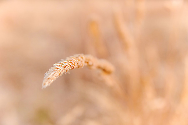 포토 JPG 해외이미지 나무 식물 동물 공원 음식 여행 밭 자연 하늘 산 풍경 초원 사람없음 초록색 여름 갈색 노란색 가축 가을 바위 시골 황무지 소 군중 방목 땅 언덕 부식 먼지 지역 기르기 찰과상 팔레스타인 해외202004 해외포토 계절 공공시설 컬러 농업 중동 포유류 사람 돌_바위 축산업 상처 생태계 돌봄 파일형식