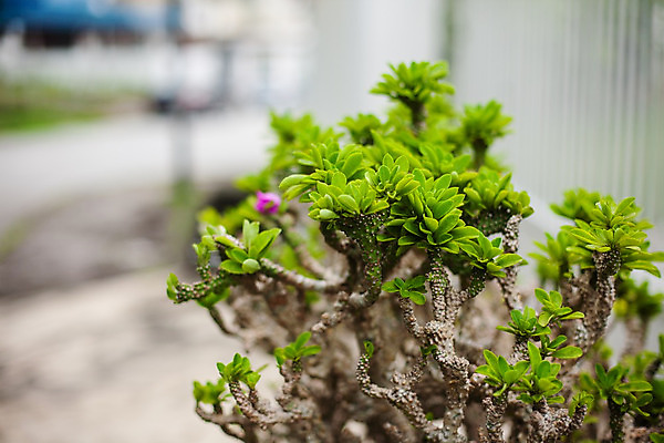 포토 JPG 해외이미지 식물 화분 잎 실내 풍경 취미 사람없음 야외 정원 물주기 원예 조경 정원가꾸기 해외202004 해외포토 모션 내부 파일형식