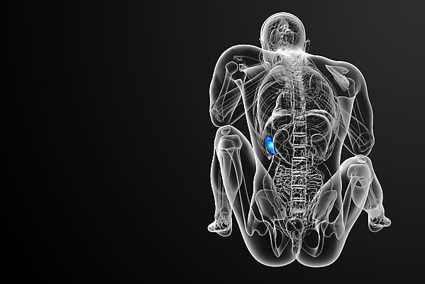 포토 JPG 해외이미지 해부 엑스레이 건강 사람 사람없음 약 진료 환자 오르간 생물학 복근 지라 해외202004 해외포토 교육 의학 근육 건반악기 파일형식