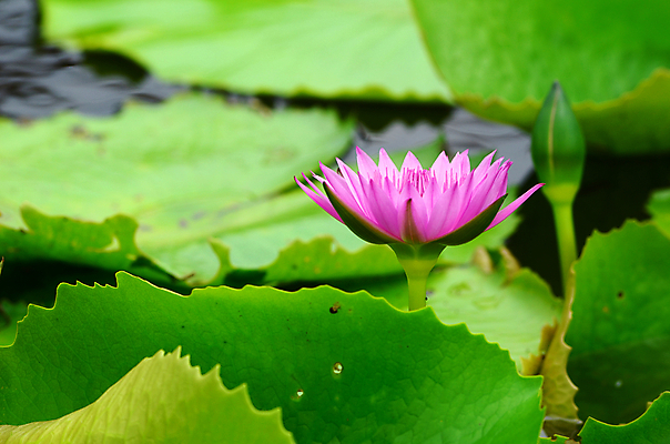 포토 JPG 해외이미지 식물 공원 꽃 분홍색 자연 연꽃 사람없음 초록색 물 컬러풀 연못 우아함 소프트포커스 빗방울 수련 해외202004 해외포토 자연요소 공공시설 컬러 컨셉 촬영기법 비 생태계 파일형식