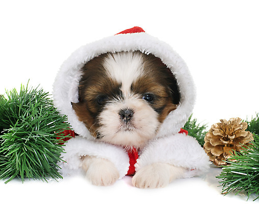 포토 JPG 해외이미지 동물 컨셉 크리스마스 사람없음 장식 반려동물 화환 코트 소나무 개 강아지 시츄 이벤트의상 해외202004 해외포토 나무 옷 기념일 꽃 포유류 외투 파일형식