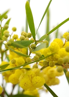 포토 JPG 해외이미지 나무 식물 공원 꽃잎 꽃 꽃다발 백그라운드 꽃무늬 오렌지 자연 따뜻함 사랑 사람없음 목재 초록색 파란색 빛 갈색 노란색 정원 보라색 검은색 봄 성장 벚꽃 개화 닫기 숲 제비꽃 헝가리 꽃수술 아네모네 세련 해외202004 해외포토 계절 공공시설 감정 컬러 무늬 과일 재료 모션 생태계 동유럽 파일형식