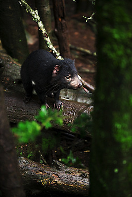 포토 JPG 해외이미지 동물 사람없음 호주 주머니곰 해외202004 해외포토 포유류 오세아니아 파일형식