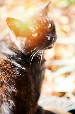 포토 JPG 해외이미지 동물 척추동물 1 응시 남자 얼굴 백그라운드 포유류 생물 수염 털 사람없음 초록색 반려동물 노란색 머리 검은색 고양이 어둠 할로윈 흰색 관찰 모피 코 슛 솜털 노려봄 주목 해외202004 해외포토 시선 컬러 모션 표정 사람 신체부위 파일형식