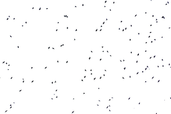 포토 JPG 해외이미지 계절 야생동물 파도 바다 여행 이동 모션 자연 조류 하늘 사람없음 가로 파란색 컬러풀 맑음 검은색 쌍안경 자유 탐험 우아함 큼 손목시계 깃털 리더 머리위 커뮤니티 목 질서 나폴리 동물상 웅장함 조감도 많음 카피스페이스 플로리다 해외202309 해외포토 동물 시계 컬러 컨셉 장신구 날씨 신체부위 조형물 미국 이탈리아 공백 망원경 예절 크기 생태계 파일형식