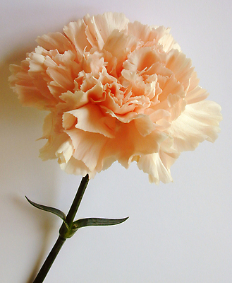 포토 JPG 해외이미지 식물 꽃 분홍색 백그라운드 오렌지 자연 실내 사랑 사람없음 카네이션 싱글 해외202309 해외포토 감정 컬러 과일 내부 생태계 파일형식